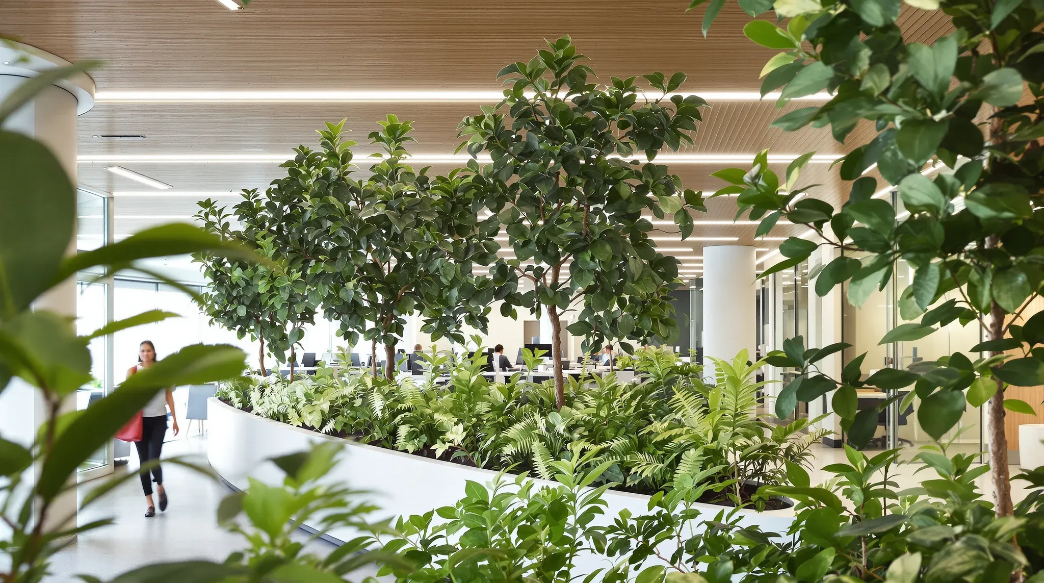 Indoor trees in large planters beside desks under a timber slatted ceiling